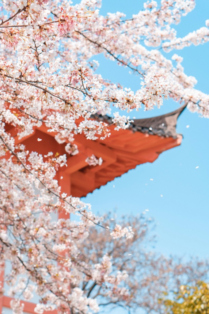 Sakura and Temple